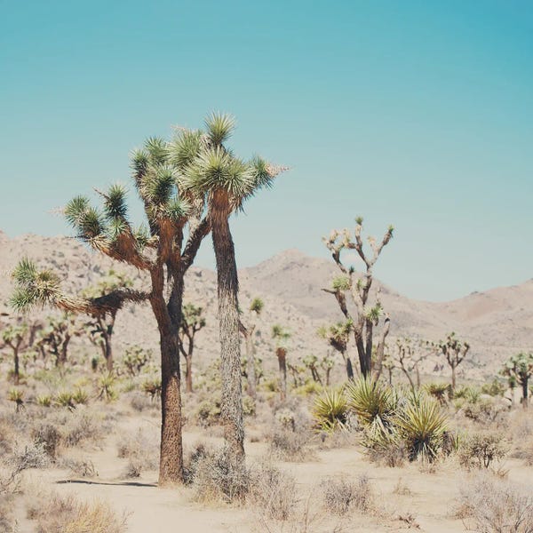 Joshua Tree National Park: Joshua Tree National Park I by Laura Evans