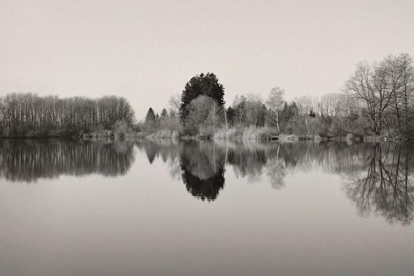 Trees: The Mirror by Lena Weisbek