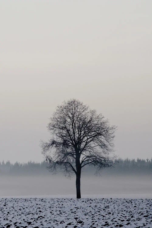 Winter Tree