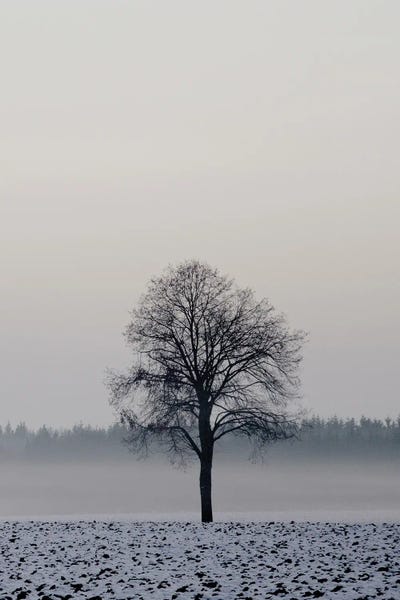 Lena Weisbek: Winter Tree by Lena Weisbek