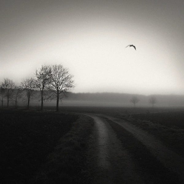 Lena Weisbek: Country Lane by Lena Weisbek