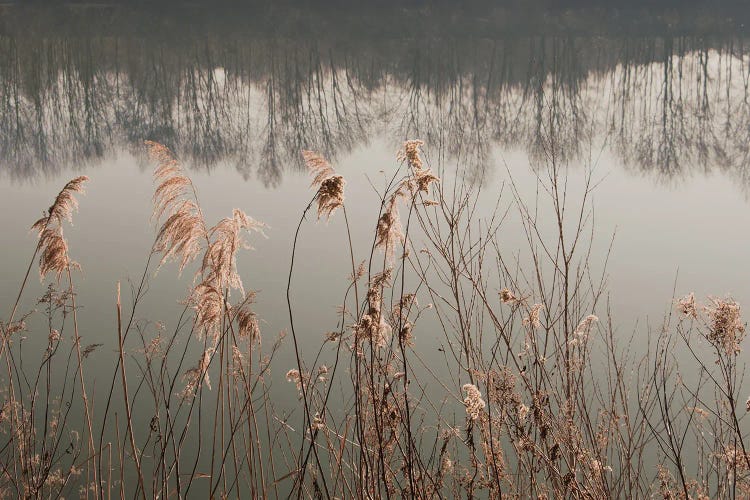 Between Reed And Water