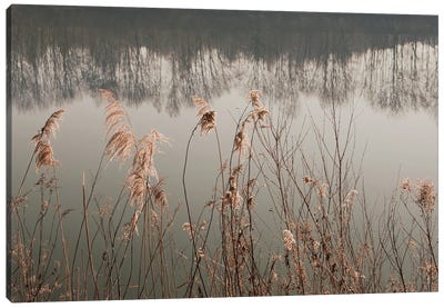 Between Reed And Water Canvas Art Print - Lena Weisbek