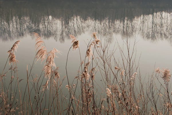 Lena Weisbek: Between Reed And Water by Lena Weisbek