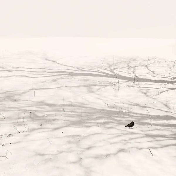 Lena Weisbek: Dancing Bird by Lena Weisbek