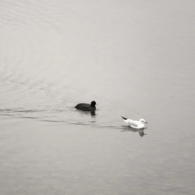 Ying & Yang