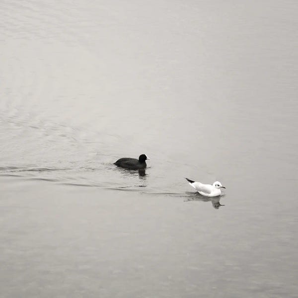 Ying & Yang
