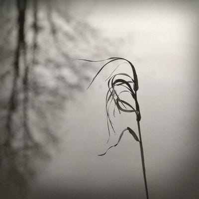 In The Wind by Lena Weisbek canvas print