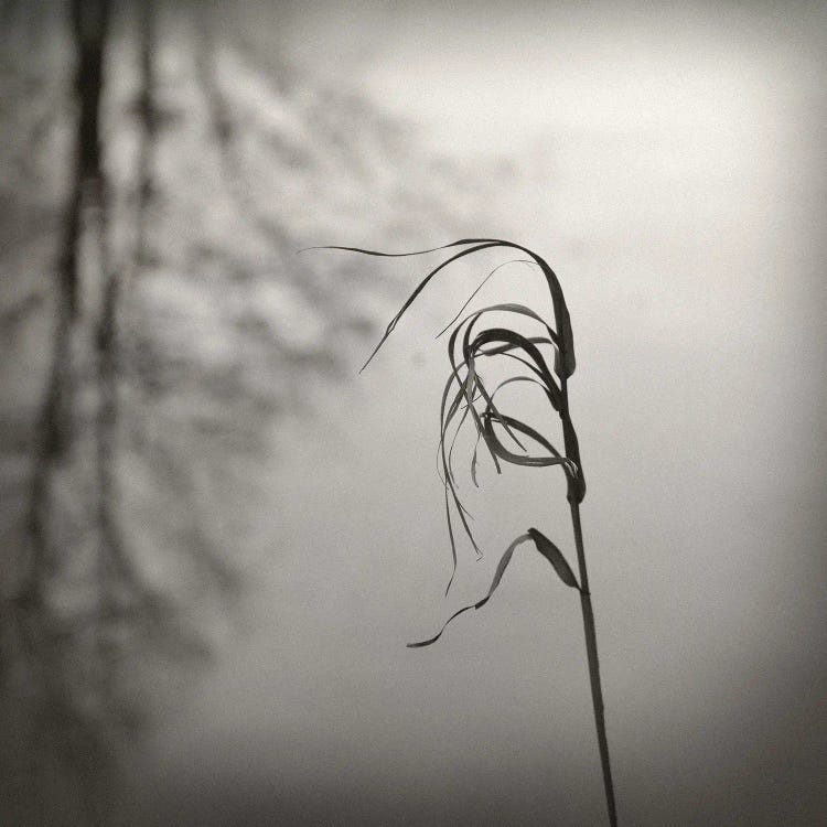 In The Wind by Lena Weisbek wall art