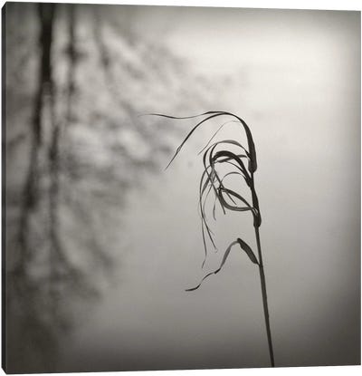 In The Wind Canvas Art Print - Lena Weisbek