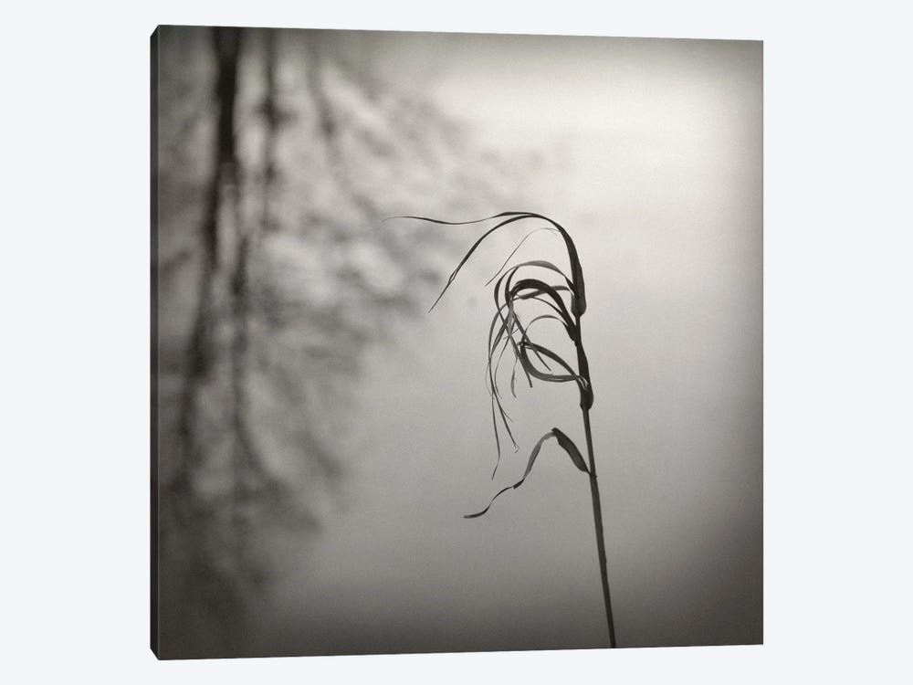 In The Wind by Lena Weisbek 1-piece Art Print
