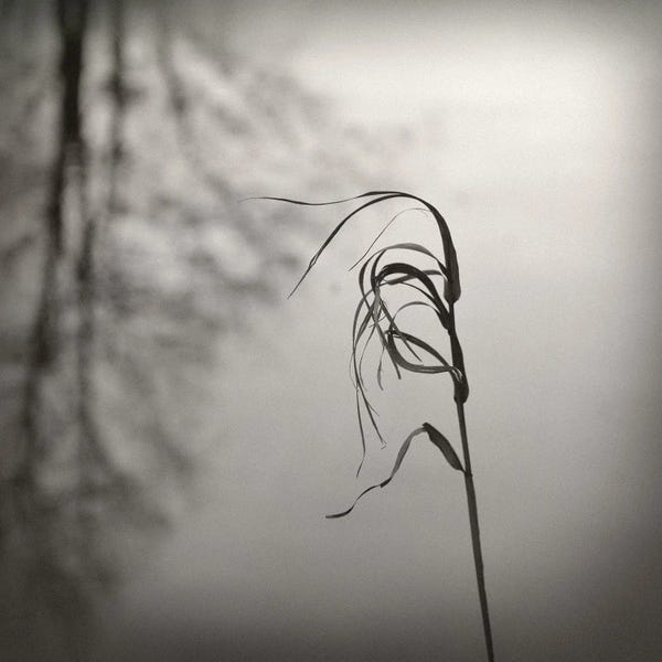 Lena Weisbek: In The Wind by Lena Weisbek