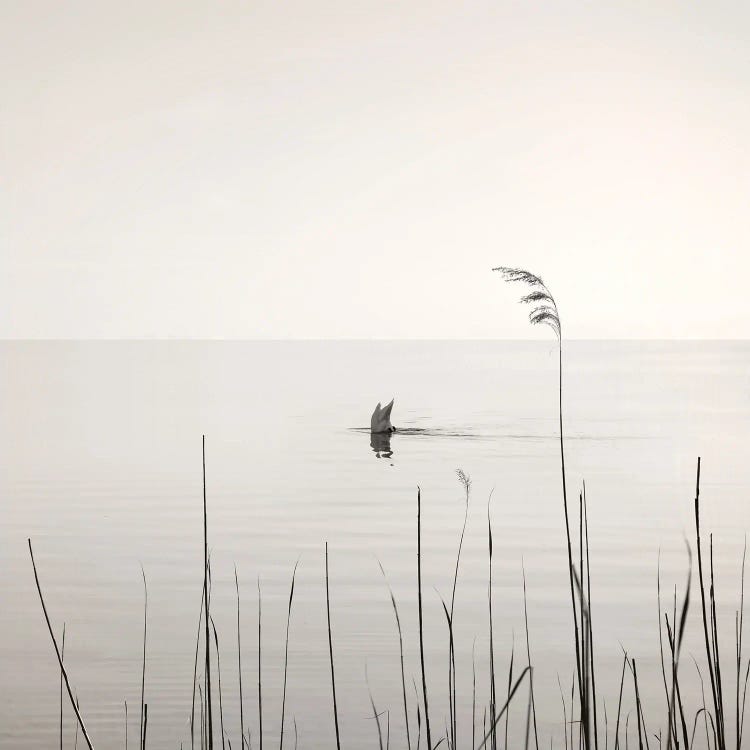 Diving Swan