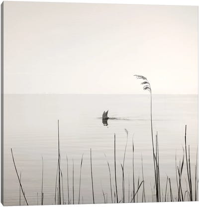 Diving Swan Canvas Art Print - Sepia Photography