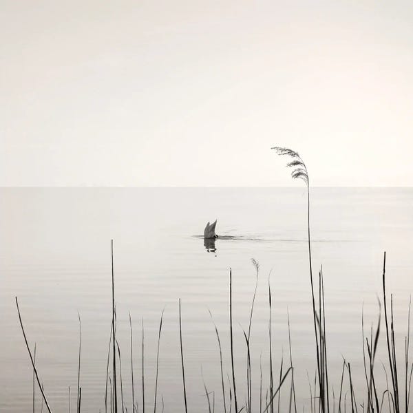 Lena Weisbek: Diving Swan by Lena Weisbek