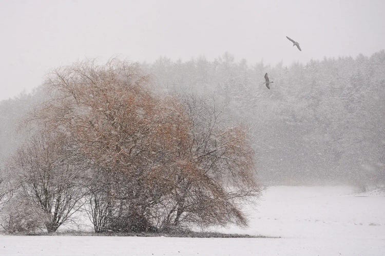Winter Symphony by Lena Weisbek wall art
