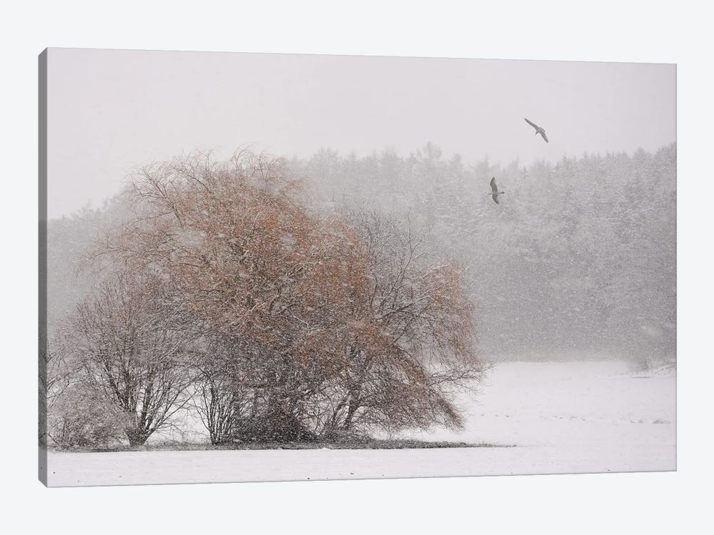 Winter Symphony by Lena Weisbek 1-piece Canvas Artwork