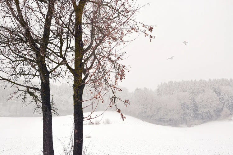Winter Idyll by Lena Weisbek wall art