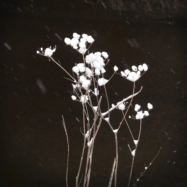 Lena Weisbek: Snowfall By The River by Lena Weisbek