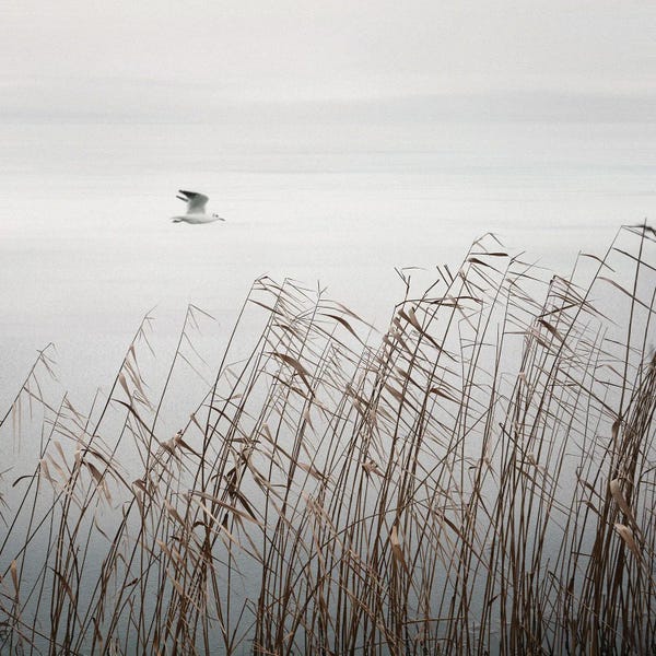 Lena Weisbek: Bird On The Lake by Lena Weisbek