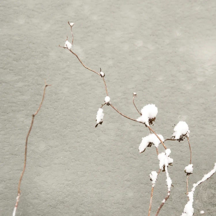 Dressed In Snow by Lena Weisbek wall art