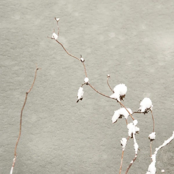 Lena Weisbek: Dressed In Snow by Lena Weisbek