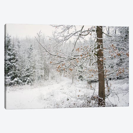 Winter Wood Canvas Print #LEW140} by Lena Weisbek Art Print