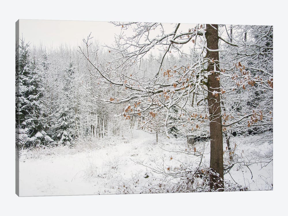 Winter Wood by Lena Weisbek 1-piece Canvas Art Print