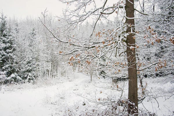 Snowscapes: Winter Wood by Lena Weisbek