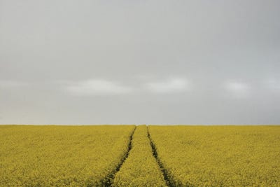 Rape Field with Clouds by Lena Weisbek framed canvas print