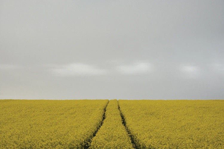 Rape Field with Clouds