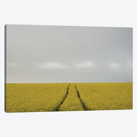 Rape Field with Clouds Canvas Print #LEW147} by Lena Weisbek Canvas Artwork