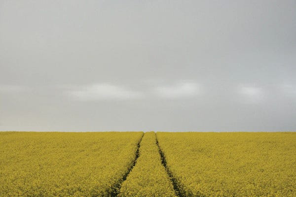 Lena Weisbek: Rape Field with Clouds by Lena Weisbek