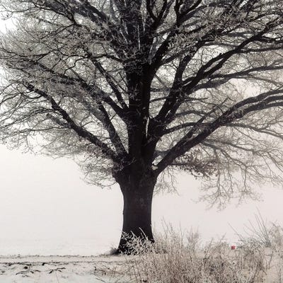 The Oak Tree by Lena Weisbek acrylic art print