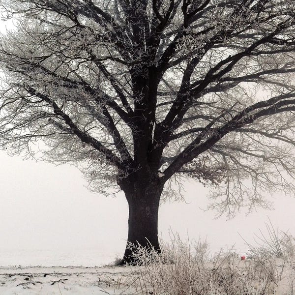 Lena Weisbek: The Oak Tree by Lena Weisbek