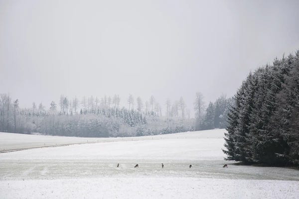 Lena Weisbek: Deer On The Woods by Lena Weisbek