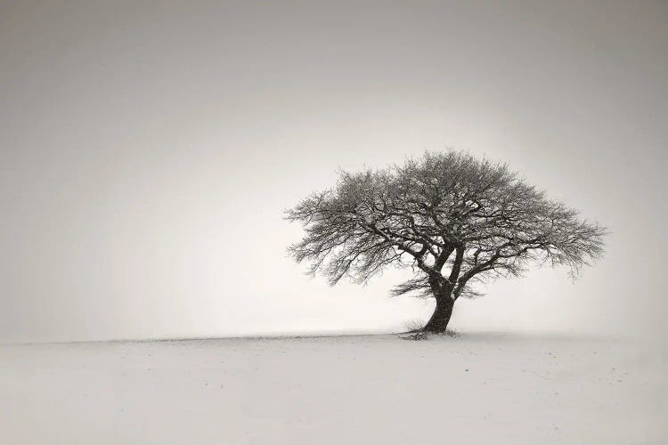 Lonely II