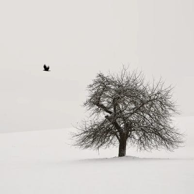 Old Cherry Tree by Lena Weisbek framed canvas print