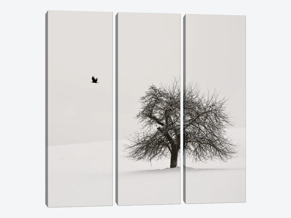 Old Cherry Tree by Lena Weisbek 3-piece Canvas Print