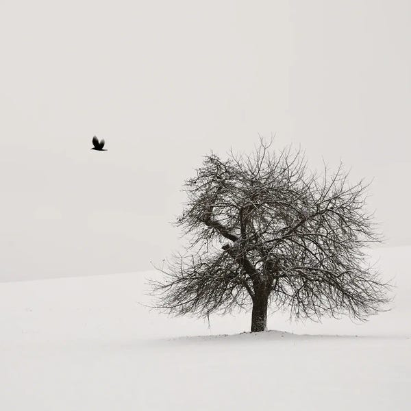 Lena Weisbek: Old Cherry Tree by Lena Weisbek