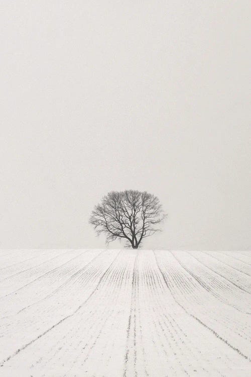 White Desert by Lena Weisbek wall art
