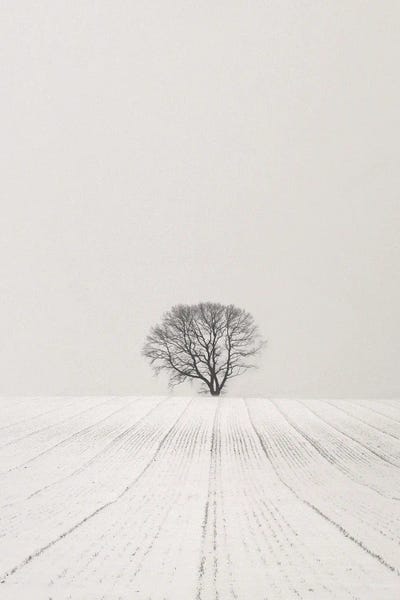 Lena Weisbek: White Desert by Lena Weisbek