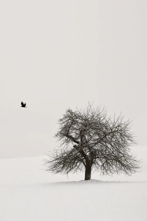 Old Cherry Tree II