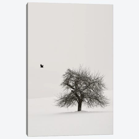 Old Cherry Tree II Canvas Print #LEW167} by Lena Weisbek Canvas Wall Art