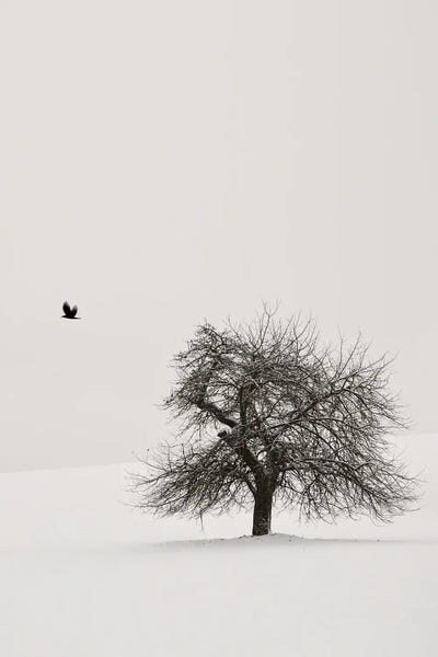 Cherry Trees: Old Cherry Tree II by Lena Weisbek