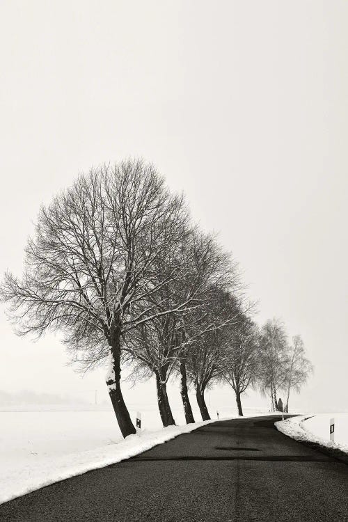 Winter Road by Lena Weisbek wall art