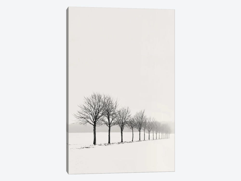 Follow The Trees by Lena Weisbek 1-piece Canvas Art Print