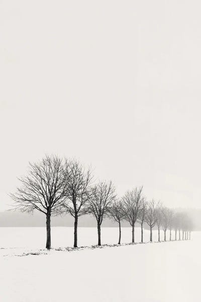 Lena Weisbek: Follow The Trees by Lena Weisbek