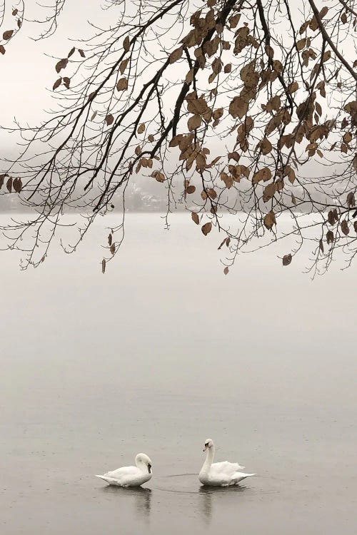 Swan Pair