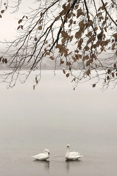 Lena Weisbek: Swan Pair by Lena Weisbek